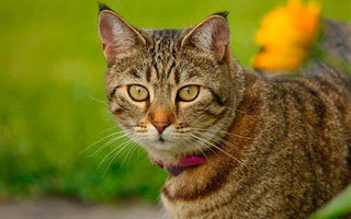 Gato Pixie Bob: La Majestuosidad Salvaje en un Compañero Felino.
