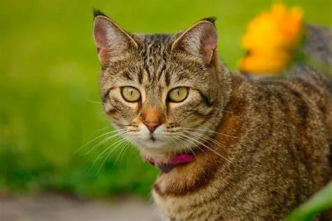 Gato Pixie Bob: La Majestuosidad Salvaje en un Compañero Felino.