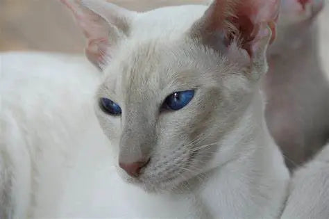 Gato Tonkinés: Elegancia y Personalidad en un Pelaje de Seda