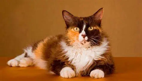Gato LaPerm: La Elegancia Rizada en Pelaje y Personalidad.