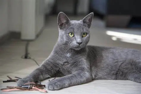 Gato Korat: Tesoro Plateado de la Tierra de Siam.