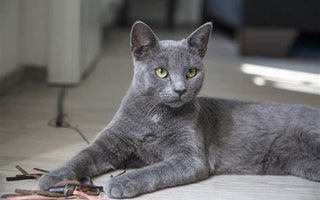 Gato Korat: Tesoro Plateado la Tierra de Siam.