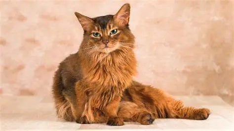 Gato Somalí: Elegancia Salvaje y Personalidad Juguetona.