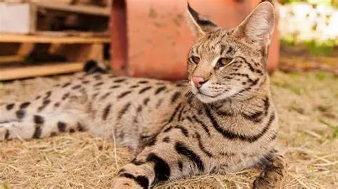 Gato Savannah: Elegancia Exótica y Espíritu Salvaje Domesticado.