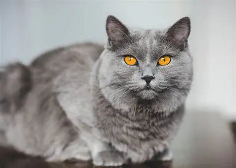 Gato Cartujo o Chartreux: Elegancia Azul en Pelaje y Personalidad.