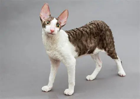 Gato Cornish Rex: Elegancia Esbelta y Pelaje Ondulado.