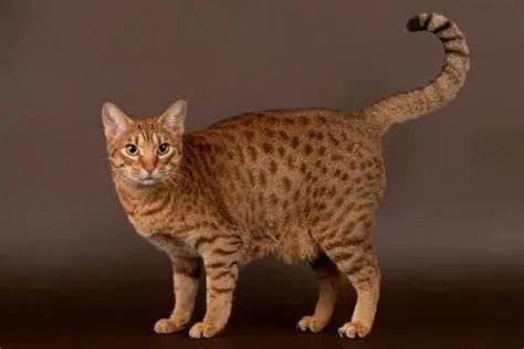 Ocicat o Gato Ocelote: Elegancia Felina con un Toque Salvaje