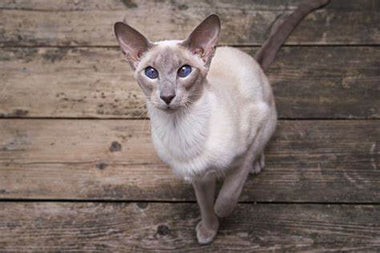 Gato Oriental de Pelo Corto: La Gracia Felina en una Piel Sedosa.