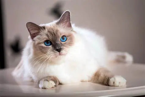 Gato Birmano: Elegancia Mística en un Felino Sagrado.