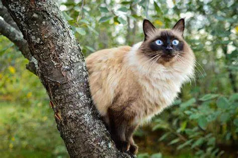 Gato Balinés: Gracia Felina en una Danza de Elegancia.