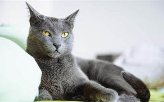 Gato Azul Ruso: Elegancia y Misterio en un Pelaje Plateado.