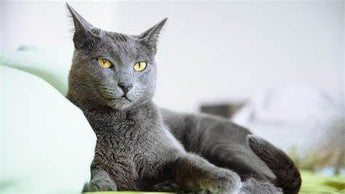 Gato Azul Ruso: Elegancia y Misterio en un Pelaje Plateado.