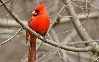 Cardenal - Cardinalis cardinalis: Esplendor Rojo en las Ramas