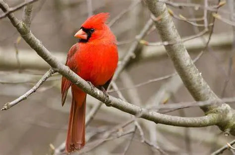 Cardenal - Cardinalis cardinalis: Esplendor Rojo en las Ramas
