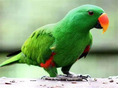 Loro Eclectus - Eclectus roratus: Arco Iris de Plumas