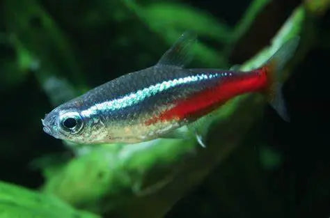 Neón Tetra (Paracheirodon innesi): Luminosidad en Miniatura