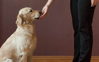 Entrenamiento para que tu Perro se Siente: Una Guía Detallada