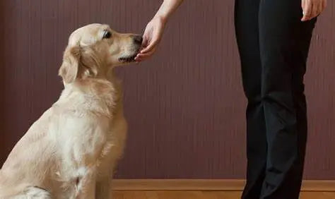 Entrenamiento para que tu Perro se Siente: Una Guía Detallada