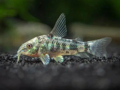 Corydora Paleatus (Corydoras paleatus): Elegancia en el Fondo del Acuario