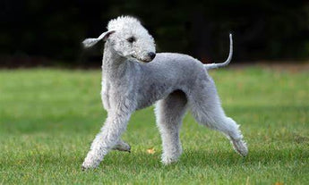 Bedlington Terrier: Elegancia y Energía Distintiva.