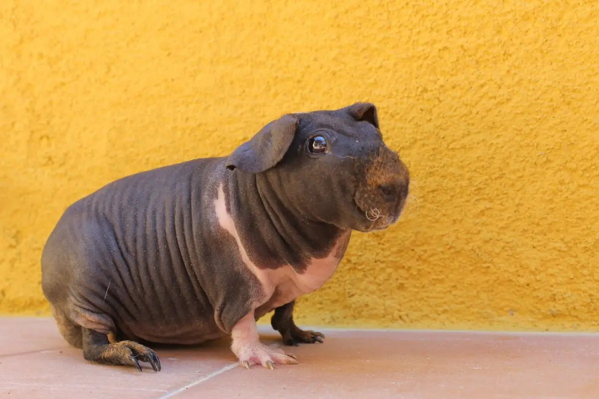 Cobaya Skinny Pig Guia