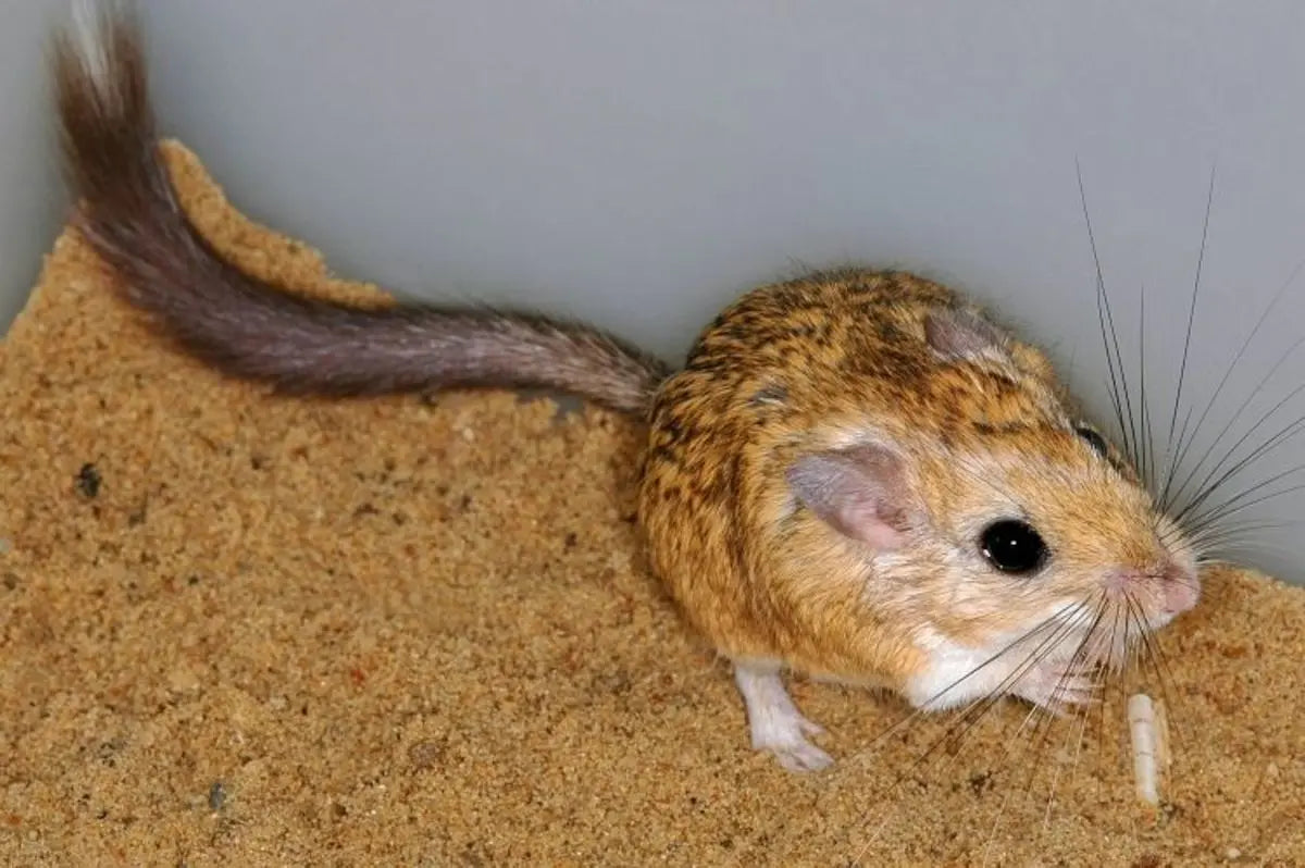 Jerbo de Cola de Pincel (Sekeetamys calurus)