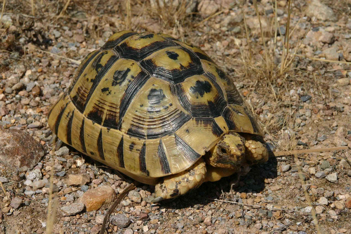 Tortuga Griega (Testudo graeca)    Guia