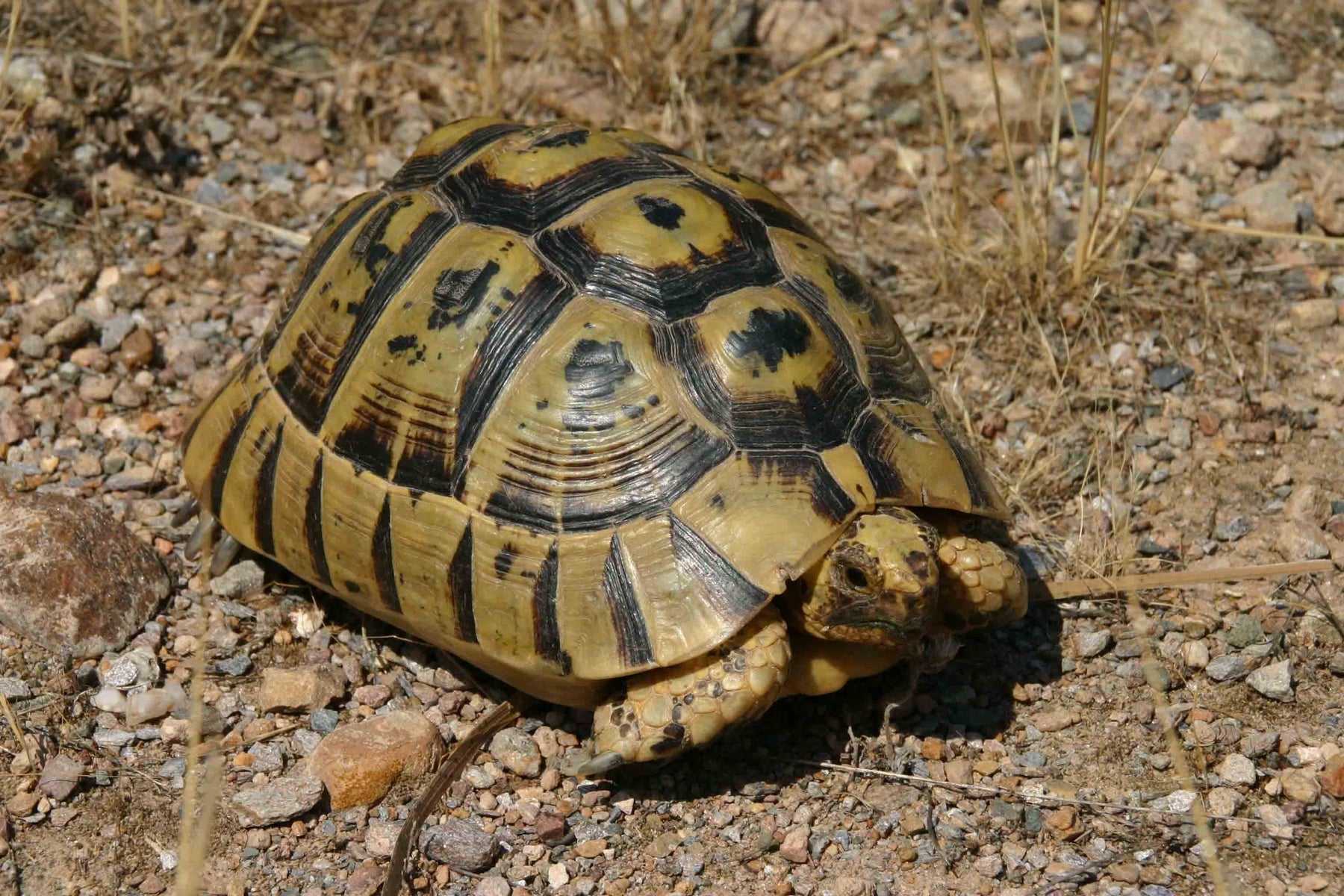 Tortuga Griega (Testudo graeca)    Guia
