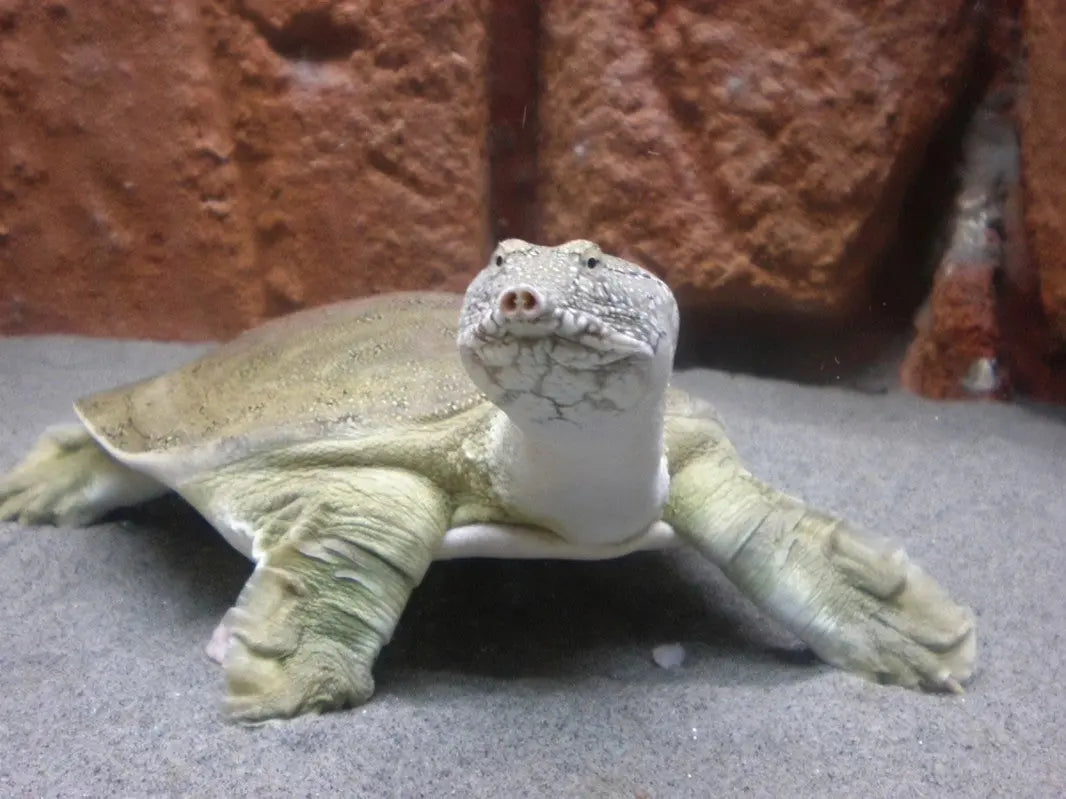 Tortuga de Almohadilla (Pelodiscus spp.)