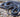 Serpiente de Látigo Cola Negra Coluber constrictor