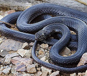 Serpiente de Látigo Cola Negra Coluber constrictor