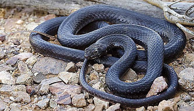 Serpiente de Látigo Cola Negra (Coluber constrictor)
