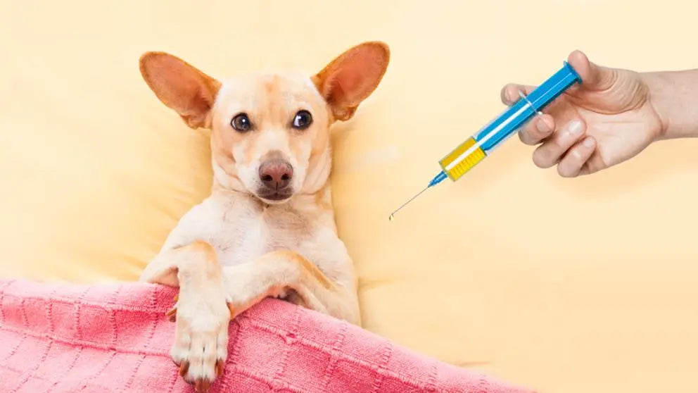 Guía sobre Vacunación para Cachorros