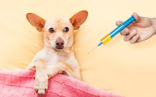 Guía sobre Vacunación para Cachorros