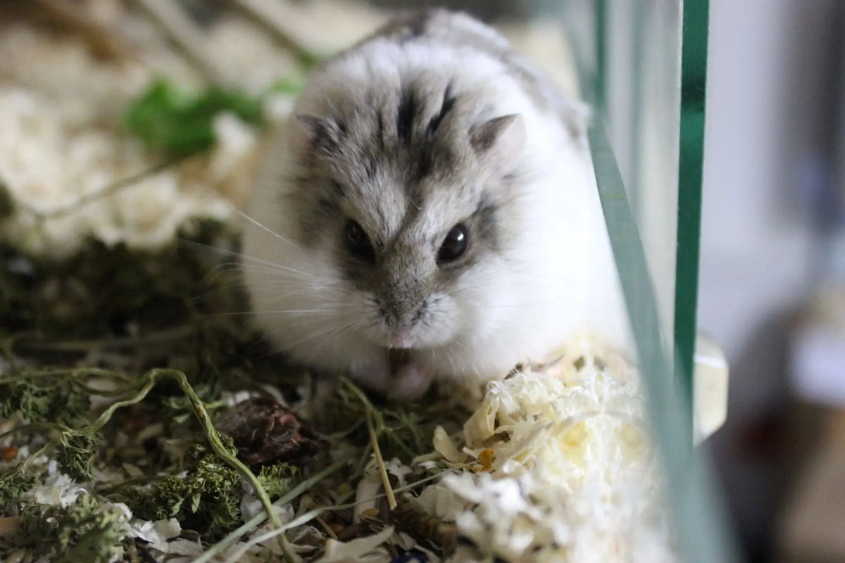 Hámster de Campbell Blanco (Phodopus campbelli)
