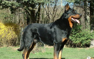 Pastor Beauceron: La Nobleza del Campo Francés