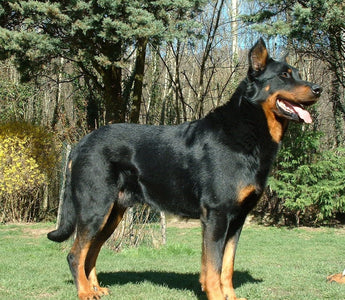 Pastor Beauceron: La Nobleza del Campo Francés