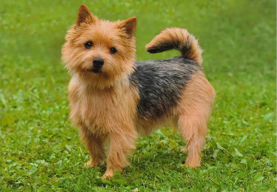 Terrier de Norwich: Un Espíritu Intrépido en un Cuerpo Compacto.