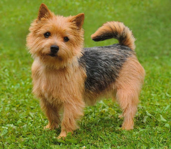 Terrier de Norwich: Un Espíritu Intrépido en un Cuerpo Compacto.