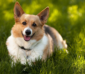 Corgi Galés: Encanto en un Cuerpo Compacto.