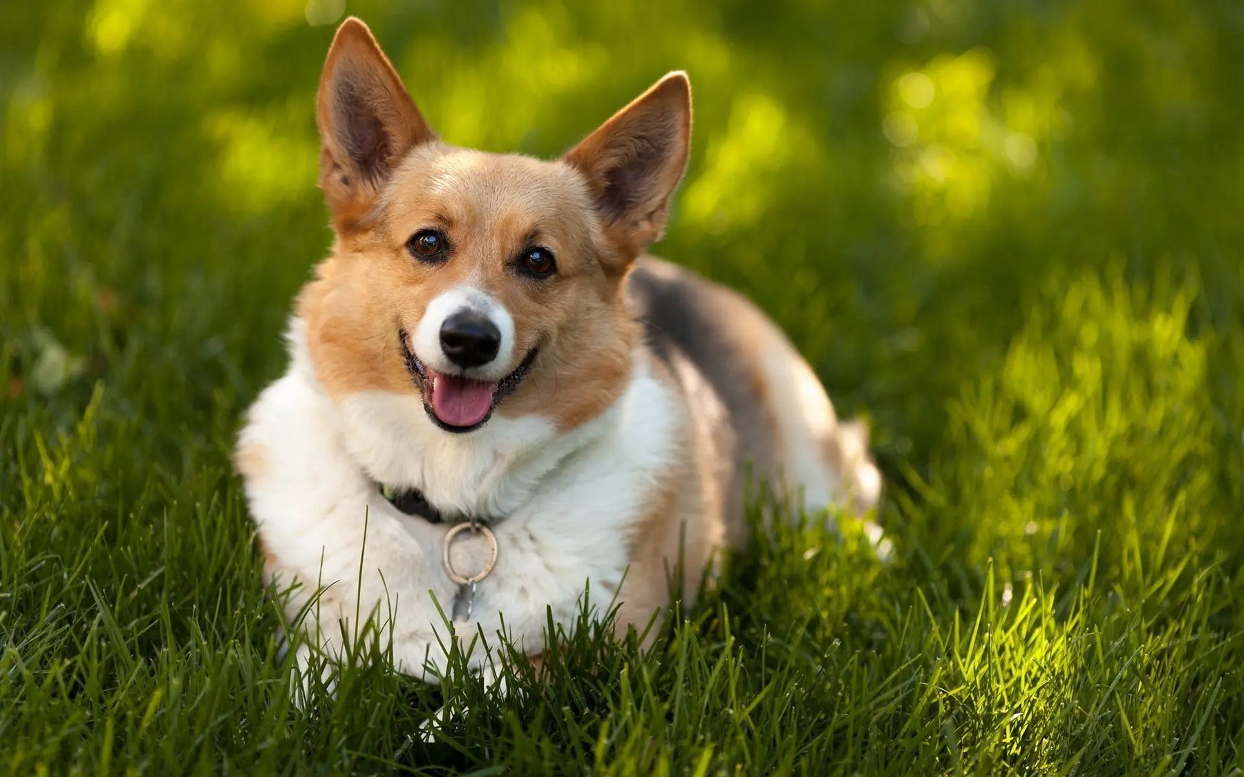 Corgi Galés: Encanto en un Cuerpo Compacto.