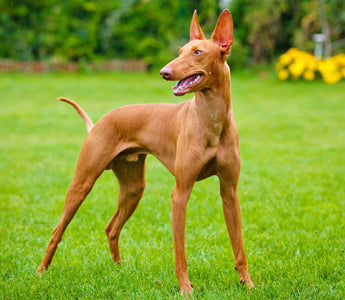 Cirneco del Etna: Elegancia Canina en los Campos Sicilianos.