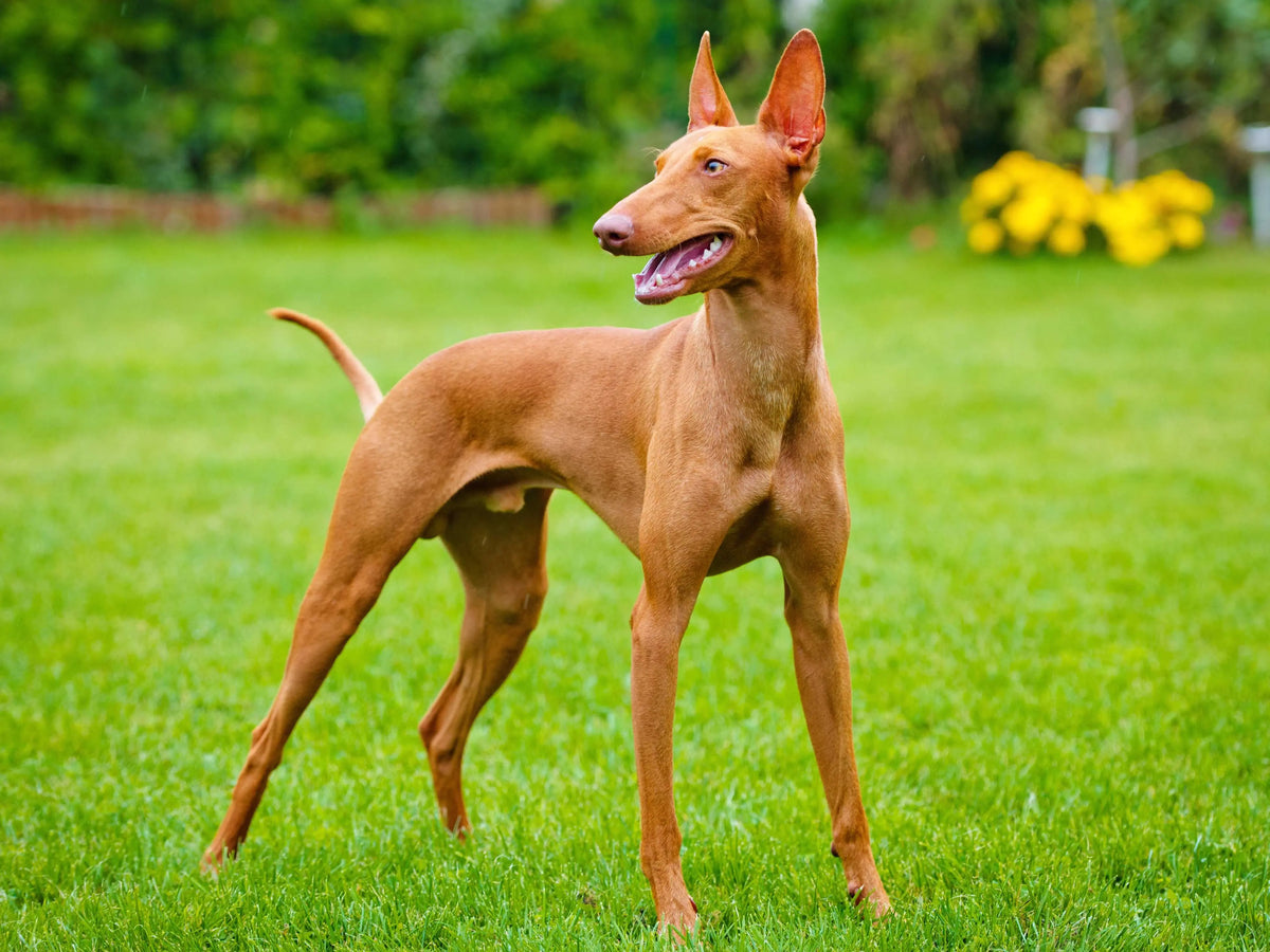 Cirneco del Etna: Elegancia Canina en los Campos Sicilianos.