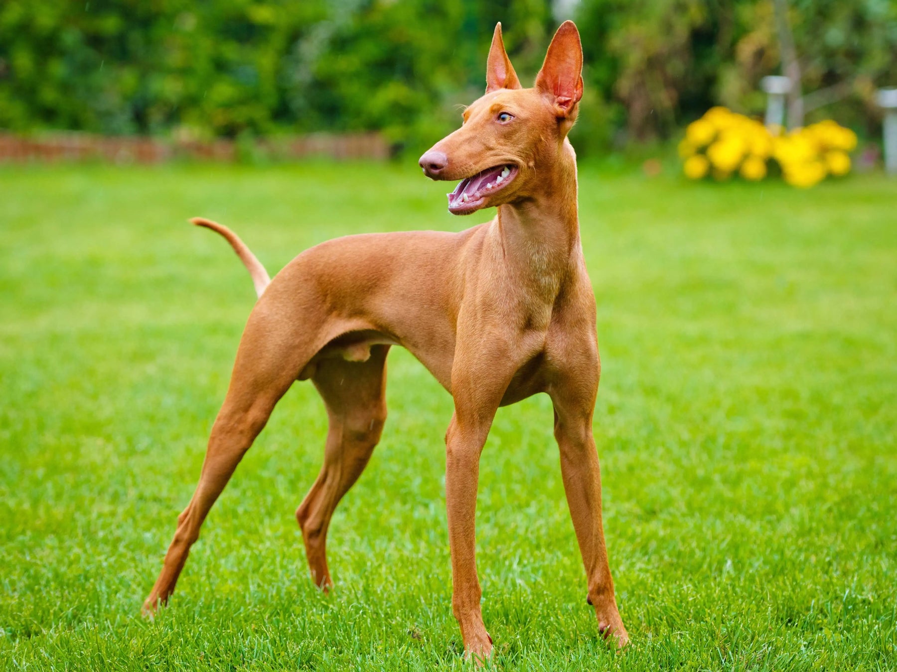 Cirneco del Etna: Elegancia Canina en los Campos Sicilianos.