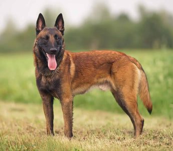 Malinois: Elegancia y Versatilidad en un Canino Polivalente.