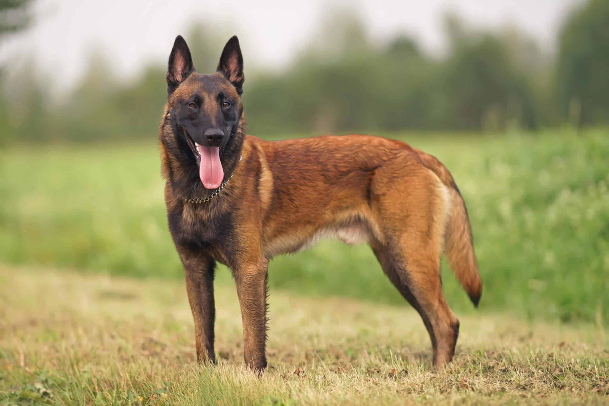 Malinois: Elegancia y Versatilidad en un Canino Polivalente.