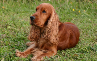 Cocker Spaniel Inglés: Elegancia y Amabilidad.