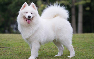 Samoyedo: Elegancia Nórdica en un Pelaje Esponjoso.