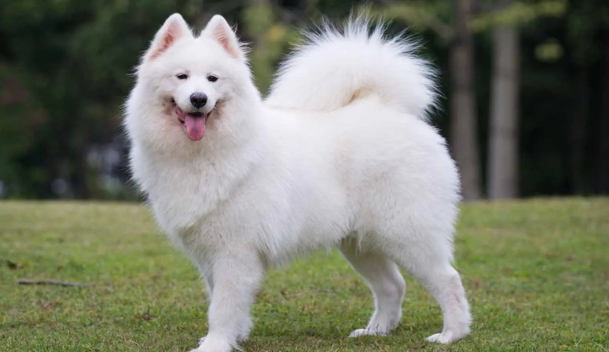 Samoyedo: Elegancia Nórdica en un Pelaje Esponjoso.