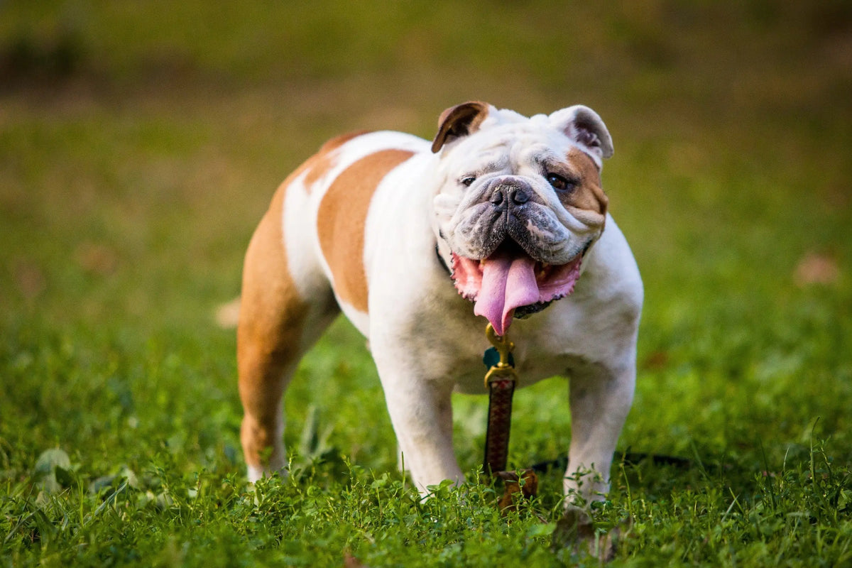 Bulldog Inglés: El Melancólico Soñador Británico.